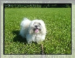 Piesek, Coton de Tulear, ka